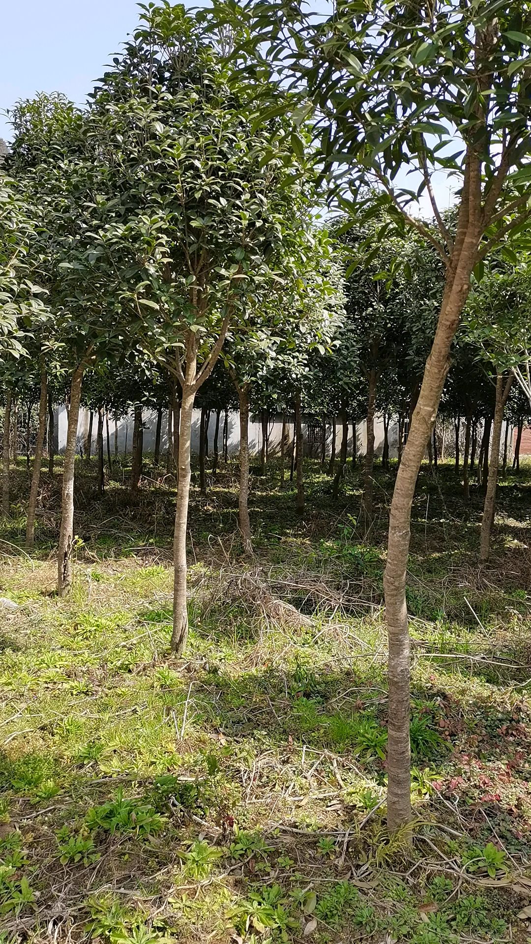 桂花