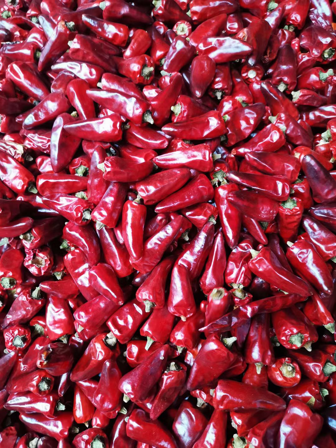 贵州子弹头超辣超香颜色个头精品色选