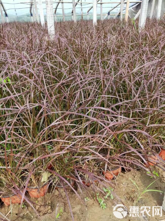 紫叶狼尾草 火焰狼尾草 多年生草本植物 观赏草花海 园林绿化