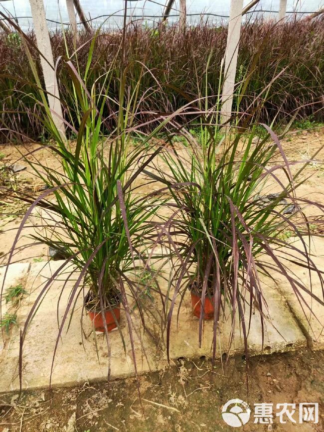 紫叶狼尾草 火焰狼尾草 多年生草本植物 观赏草花海 园林绿化