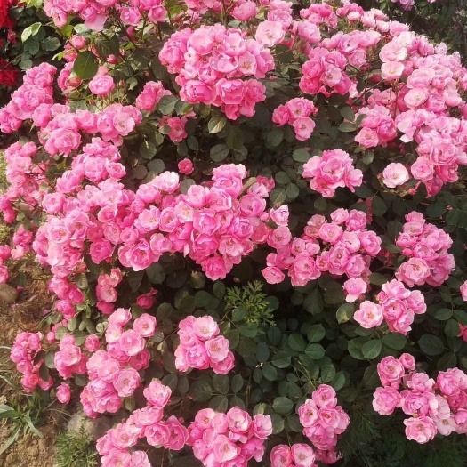 南阳月季盆花