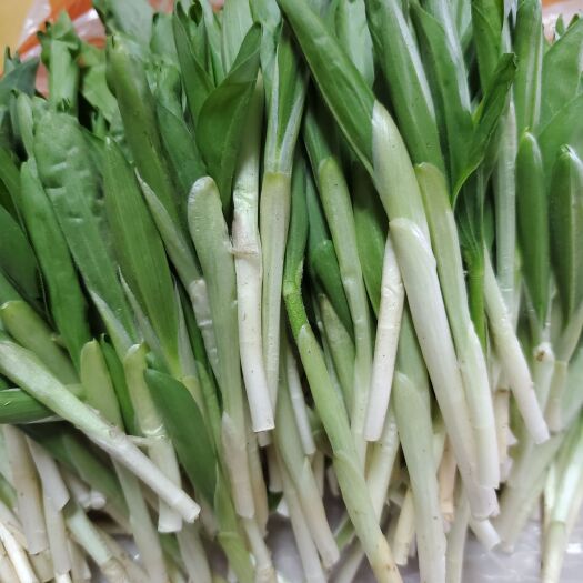 桓仁县纯纯的大山里的野菜，香甜可口，蘸酱菜，山泥子