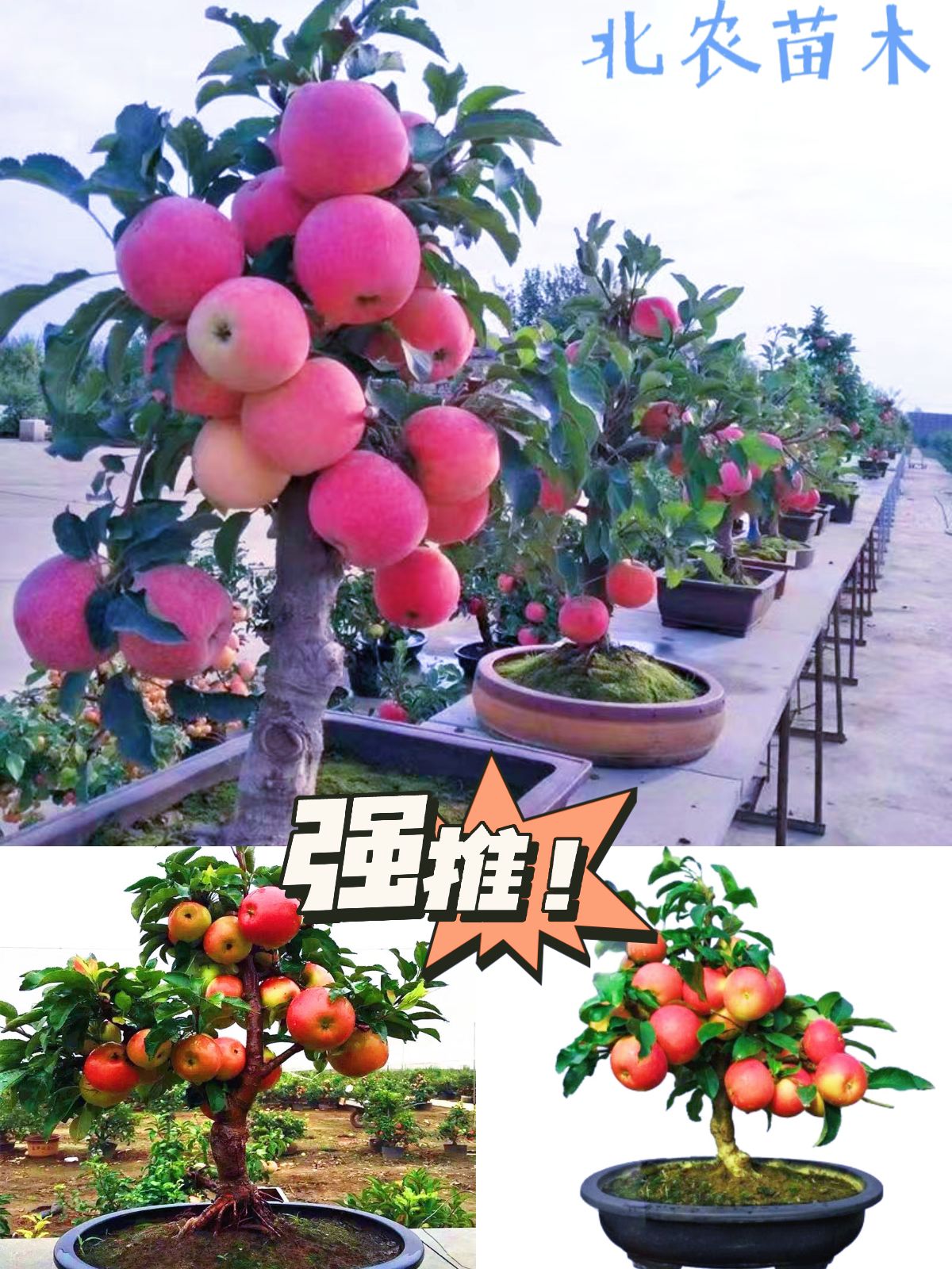 平邑县嫁接苹果树苗大全耐寒矮化苹果树红富士室内四季南北方庭院