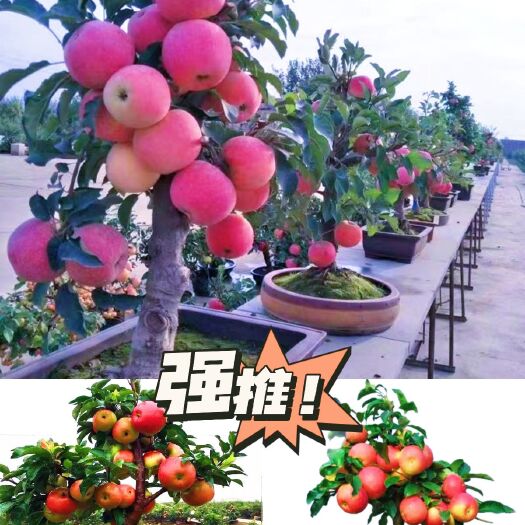 平邑县嫁接苹果树苗大全耐寒矮化苹果树红富士室内四季南北方庭院