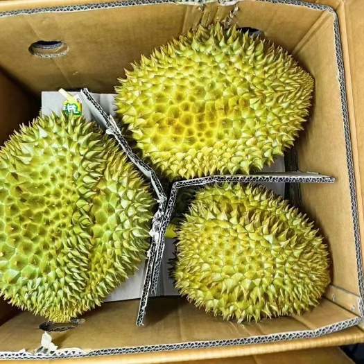上海泰国原装金枕头榴莲