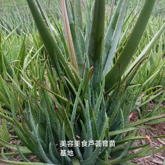 美国美食芦荟