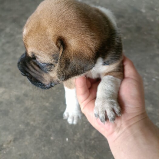 宾阳县史宾格狩猎犬