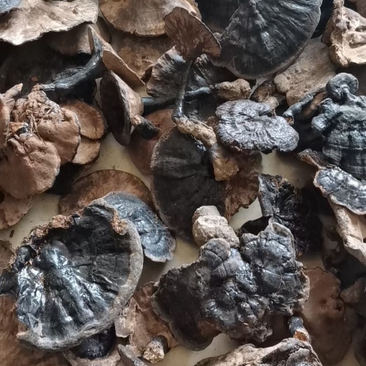 隆林县原生黑灵芝朵型难看，但自用超划算