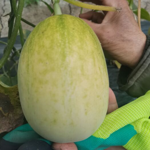 盘锦出售自种京蜜甜瓜一棚