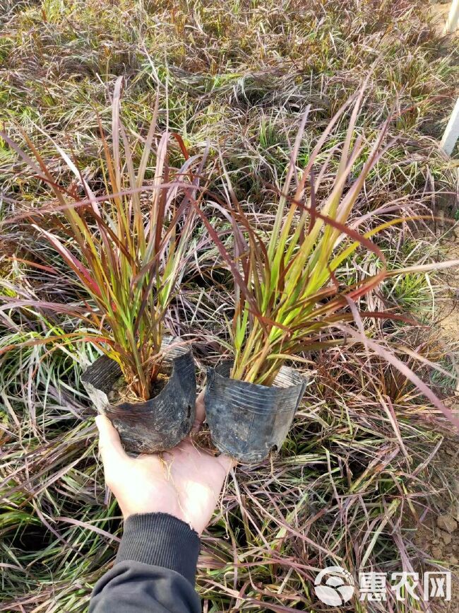 紫叶狼尾草 火焰狼尾草 多年生草本植物 观赏草花海 园林绿化