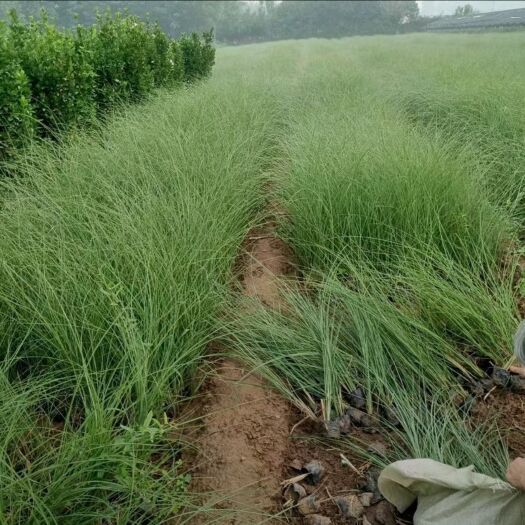 细叶芒 草本植物 观赏草花海 园林绿化 基地种植