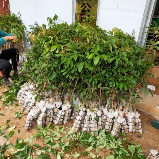 灵山县新品种早熟桂花香荔枝苗