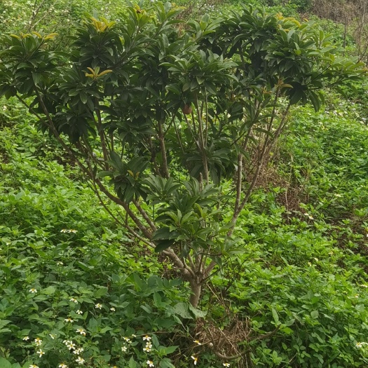 玉林人心果树
