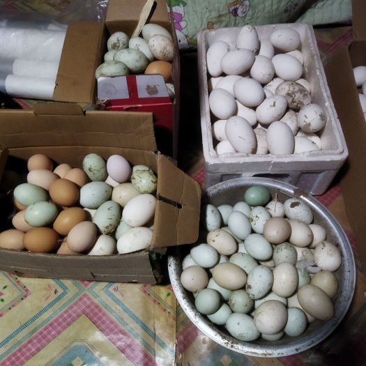 锦州东北大白鹅种蛋，火鸡种蛋，大量有货需要的联系我