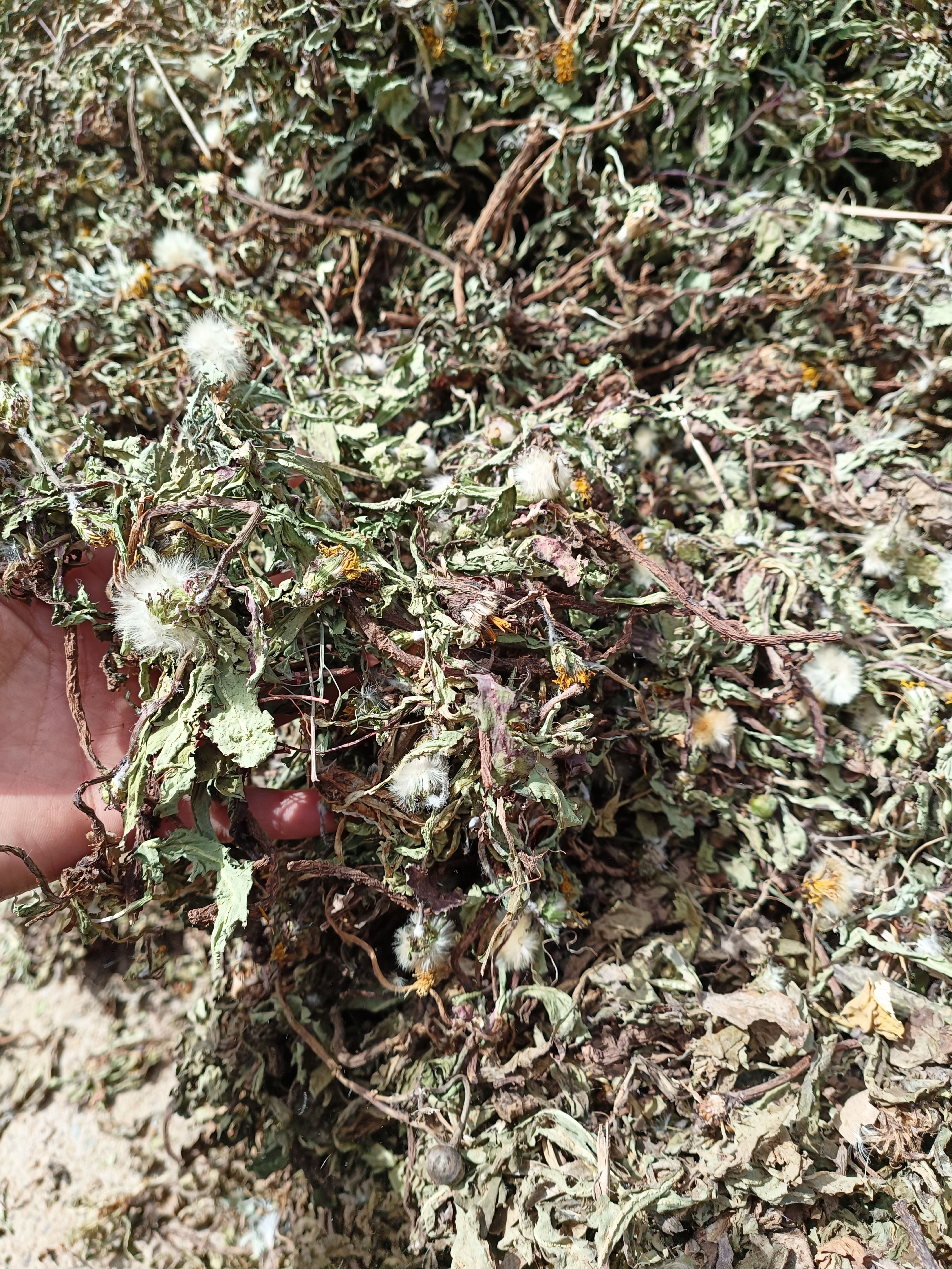 蒲公英带根无硫药效高