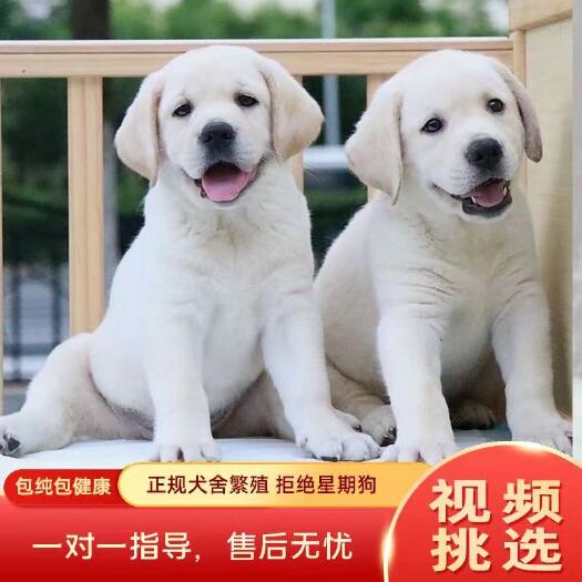 新田县精品纯种双血统拉布拉多犬 狗狗活泼健康 性格温顺 伴侣犬