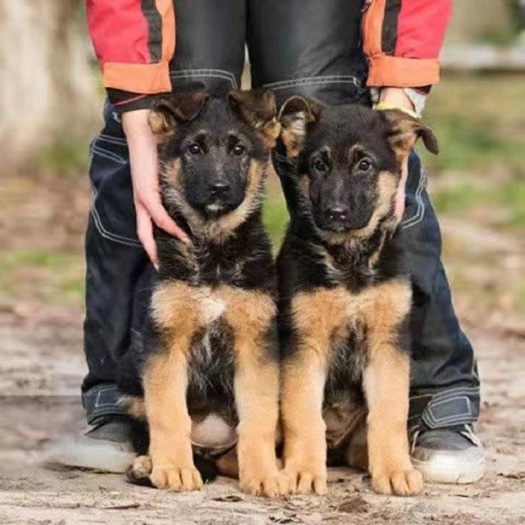 新田县出售德国牧羊犬 看场地放牧犬 大小都有 健康活泼 全国发货