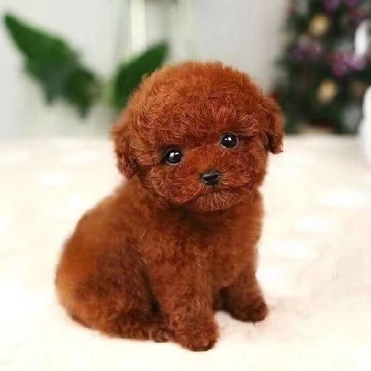 新田县泰迪犬 茶杯体泰迪宝宝 狗狗活泼健康 活泼可爱 公母可挑选