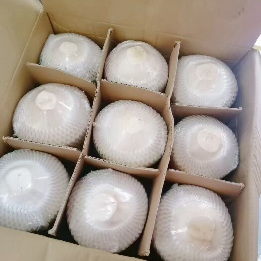 文昌市新鲜椰青