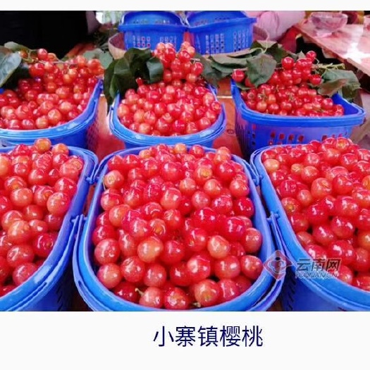 鲁甸县樱桃