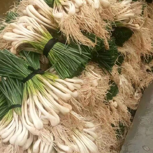 翁源县荞头