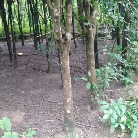 广南县便宜出售八月桂5____30公分