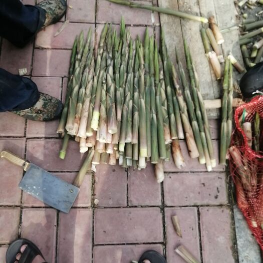始兴县小竹笋，甜笋大量有货，欢迎老板下单