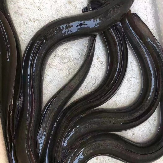 饶平县鲜活鳗鱼，河鳗