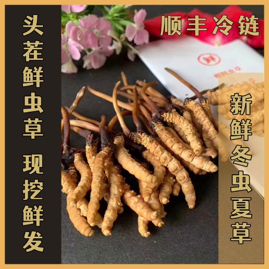 西宁2025新鲜冬虫夏草当季头茬鲜虫草现挖鲜发规格齐全顺丰包邮