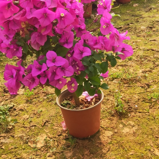 宜良县三角梅   三角梅种植销售