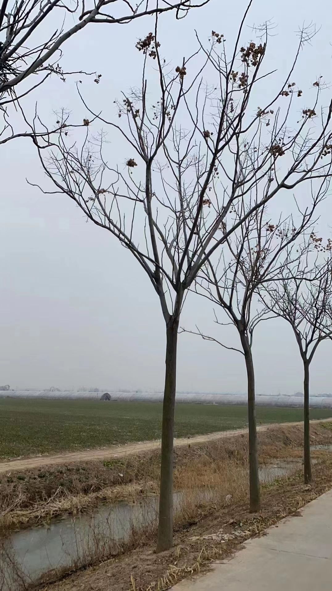 邳州市黄山栾树15公分精品栾树，现货，量大！