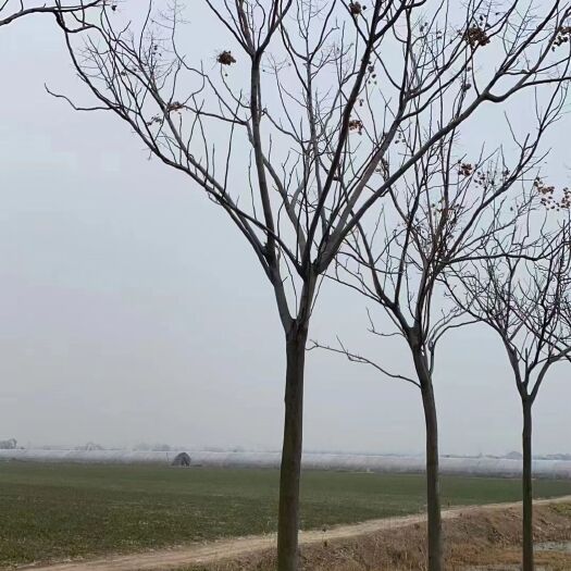 邳州市黄山栾树15公分精品栾树，现货，量大！