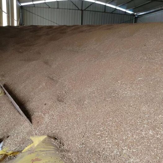 广饶县优质小麦 02--1面包麦高筋麦稳定时间长