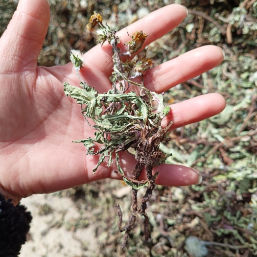 蒲公英带根无硫药效高