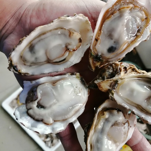 佛山山东乳山生蚝木精品三倍体豆豆到4+喜欢的欢迎咨询。