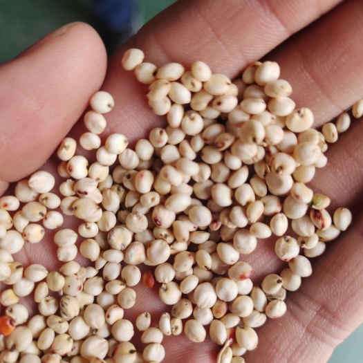周口高粱 白糯高粱 颗粒饱满 粘度大 价格美丽 质量好 货不太多