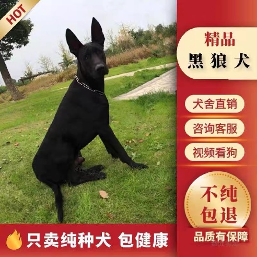 新田县精品纯种血统黑狼犬 纯种黑狼犬 贴着短毛 公母可挑选。