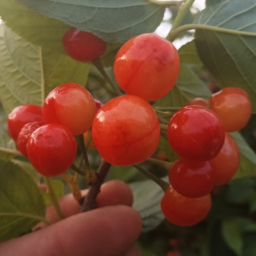 本地樱桃，北京白。熟了两天了，有意向的来采购。