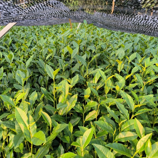 雅安茶树苗梅占