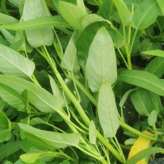 空心菜大量上市