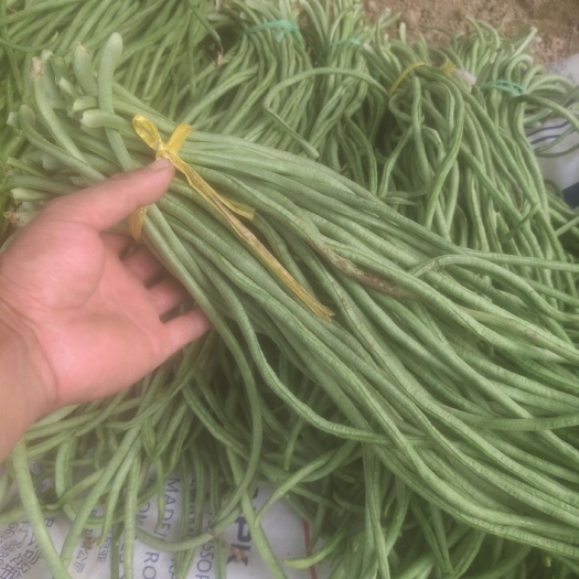 曹县量大，质量好，