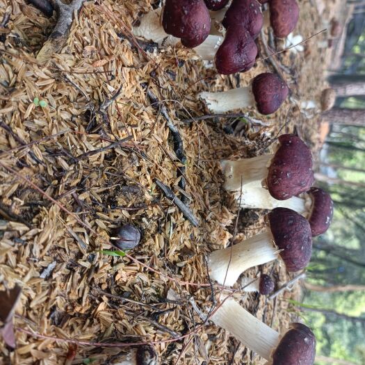 千岛湖高山林下新鲜赤松茸 大球盖菇 现采现发