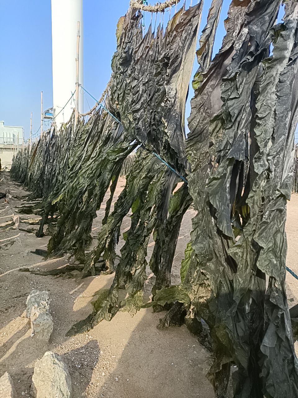 挂晒干海带批发 散装 无沙海带 种植户直销 全国都可以发物流