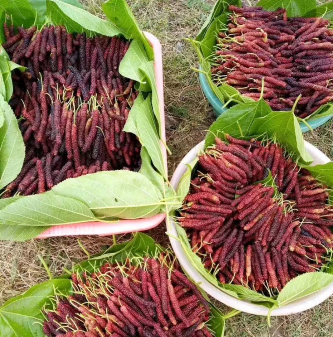 长果桑苗长桑椹苗大桑椹苗毛毛虫桑椹苗