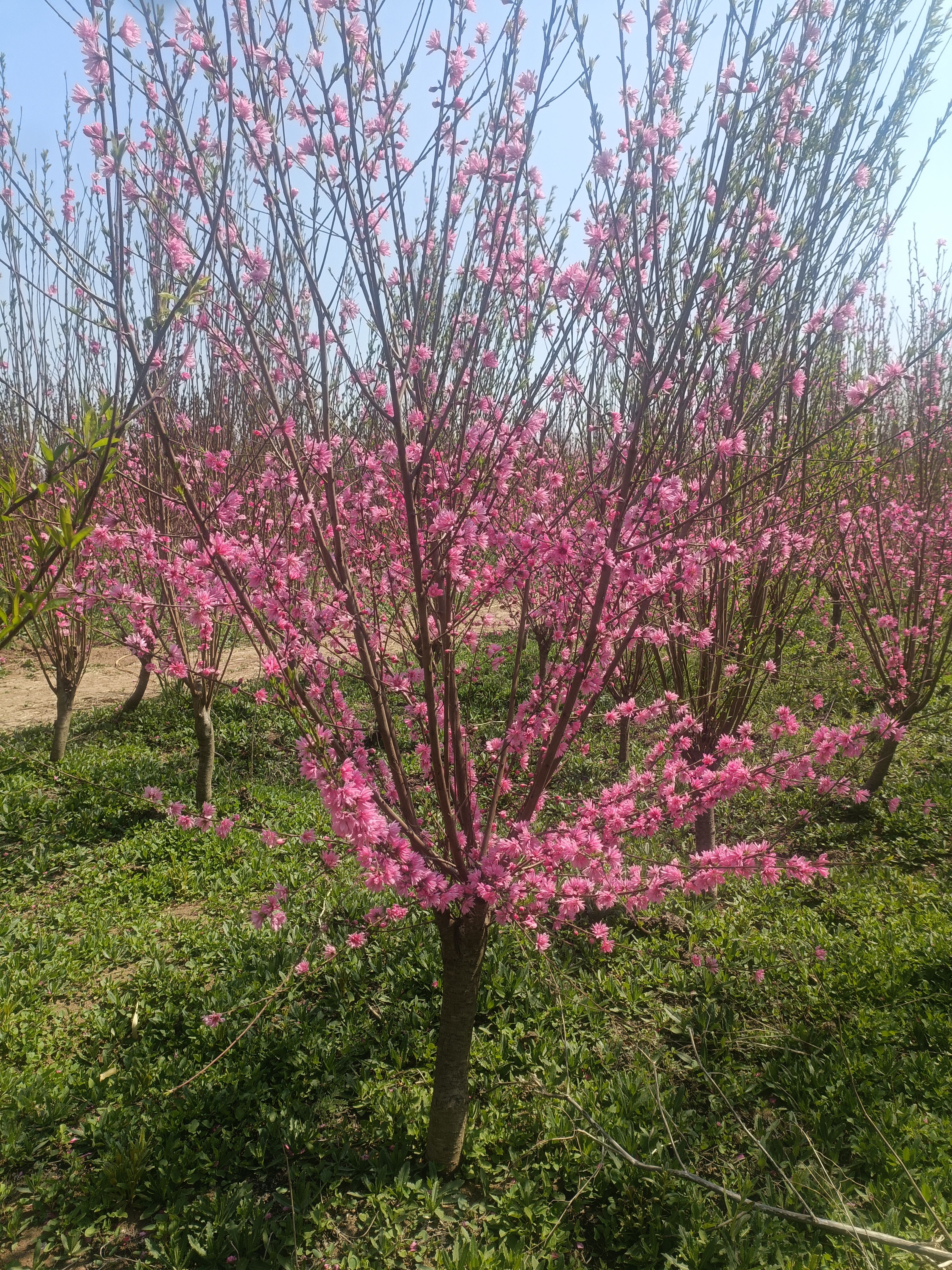 菊花碧桃，龍柱碧桃，青葉碧桃