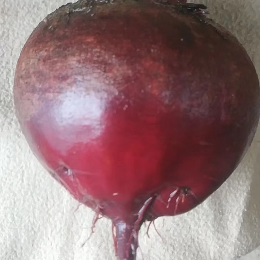 徐州精品红甜菜甜菜根