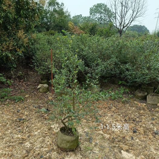 广州蓝莓苗 1-1.5米高挂果苗 庭院盆栽果树苗南北方果苗