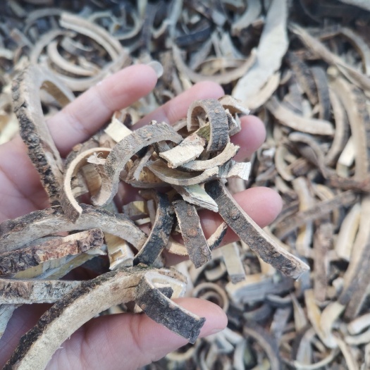 安国市合欢皮 中药材合欢皮 合欢木皮切丝 合欢皮中药