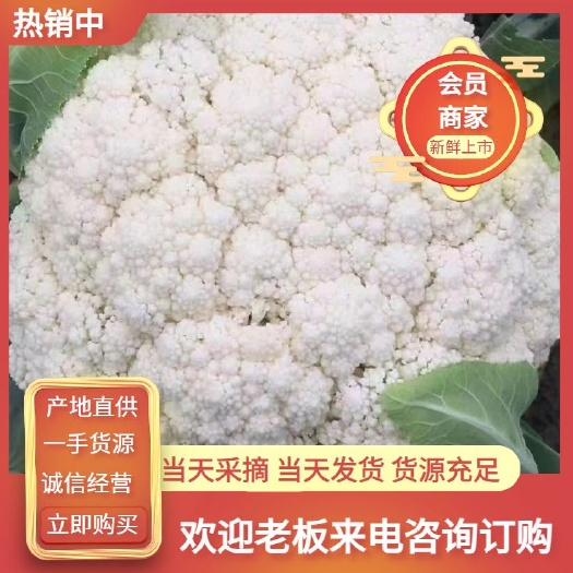 邯郸河北邯郸精品松花  白花菜产地直发 量大从优 质优价廉