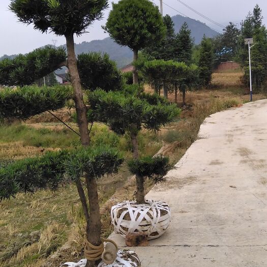 洞口县造型罗汉松